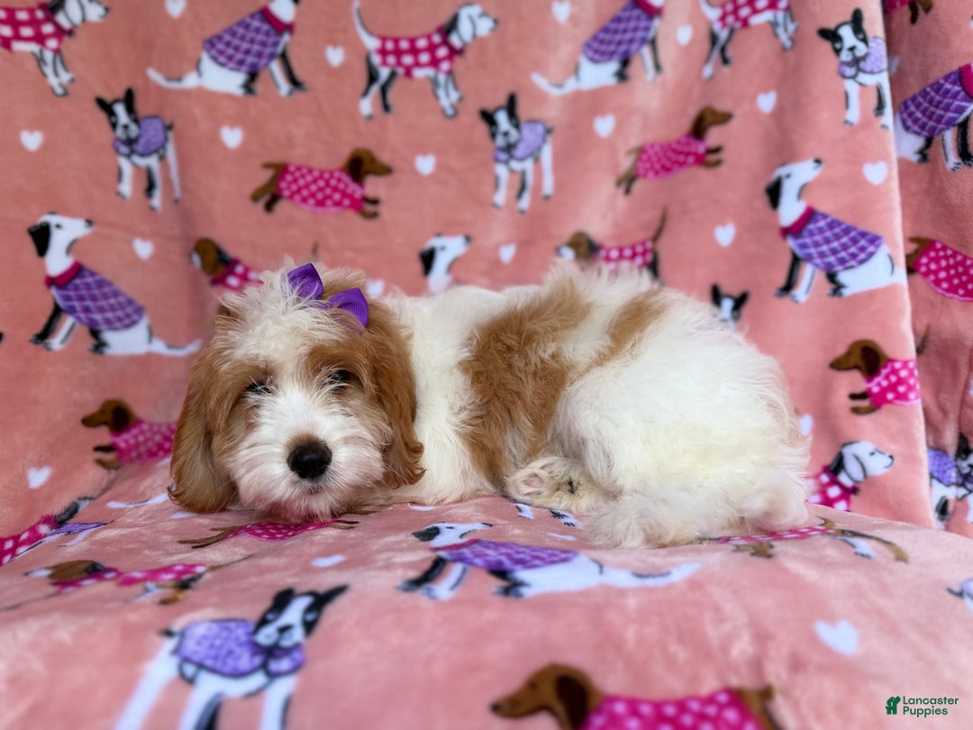 Mini Goldendoodle dogs for sale: Pumpkin  - Ad 3
