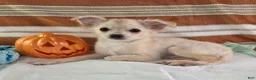 Chihuahua dogs for sale: Nelly - Ad 6