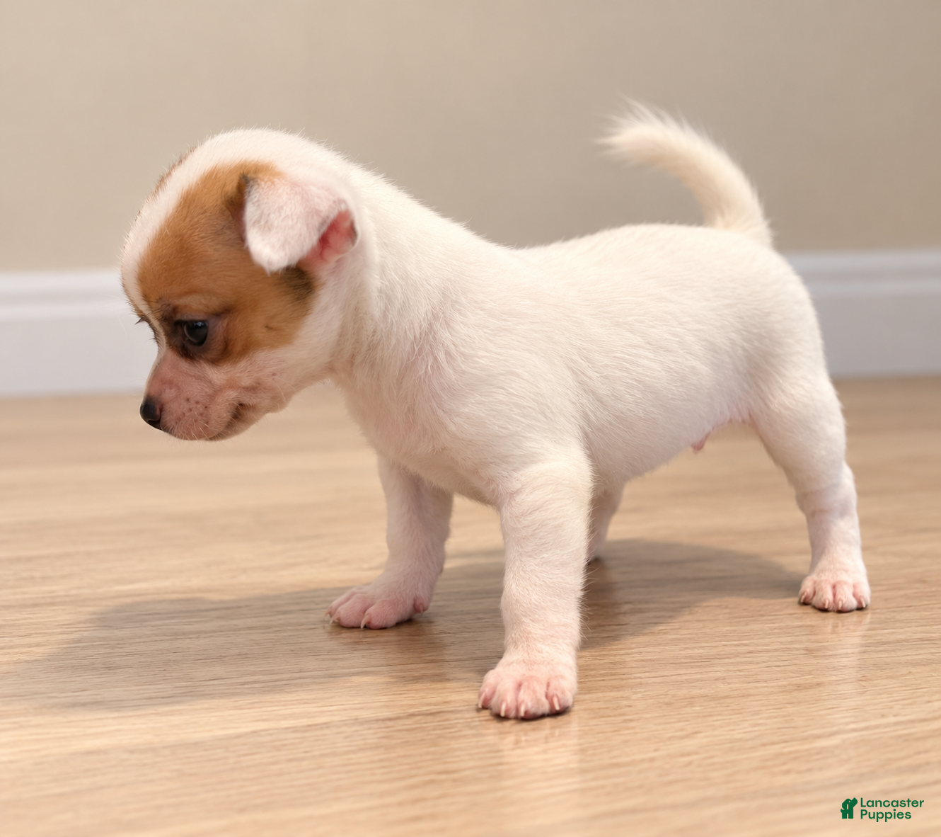 Chihuahua dogs for sale: Chihuahua 2 - Ad 3