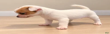 Chihuahua 2