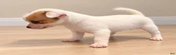 Chihuahua dogs for sale: Chihuahua 2 - Ad 1