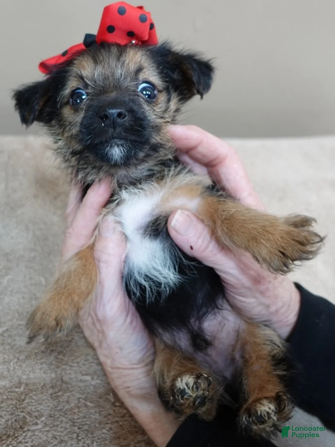 Yorkshire Terrier dogs for sale: Bali - Ad 10