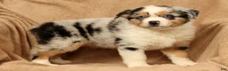 Miniature Australian Shepherd dogs for sale: Jenny - Ad 7