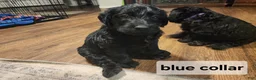 Labradoodle dogs for sale: Labradoodle blue collar - Ad 5