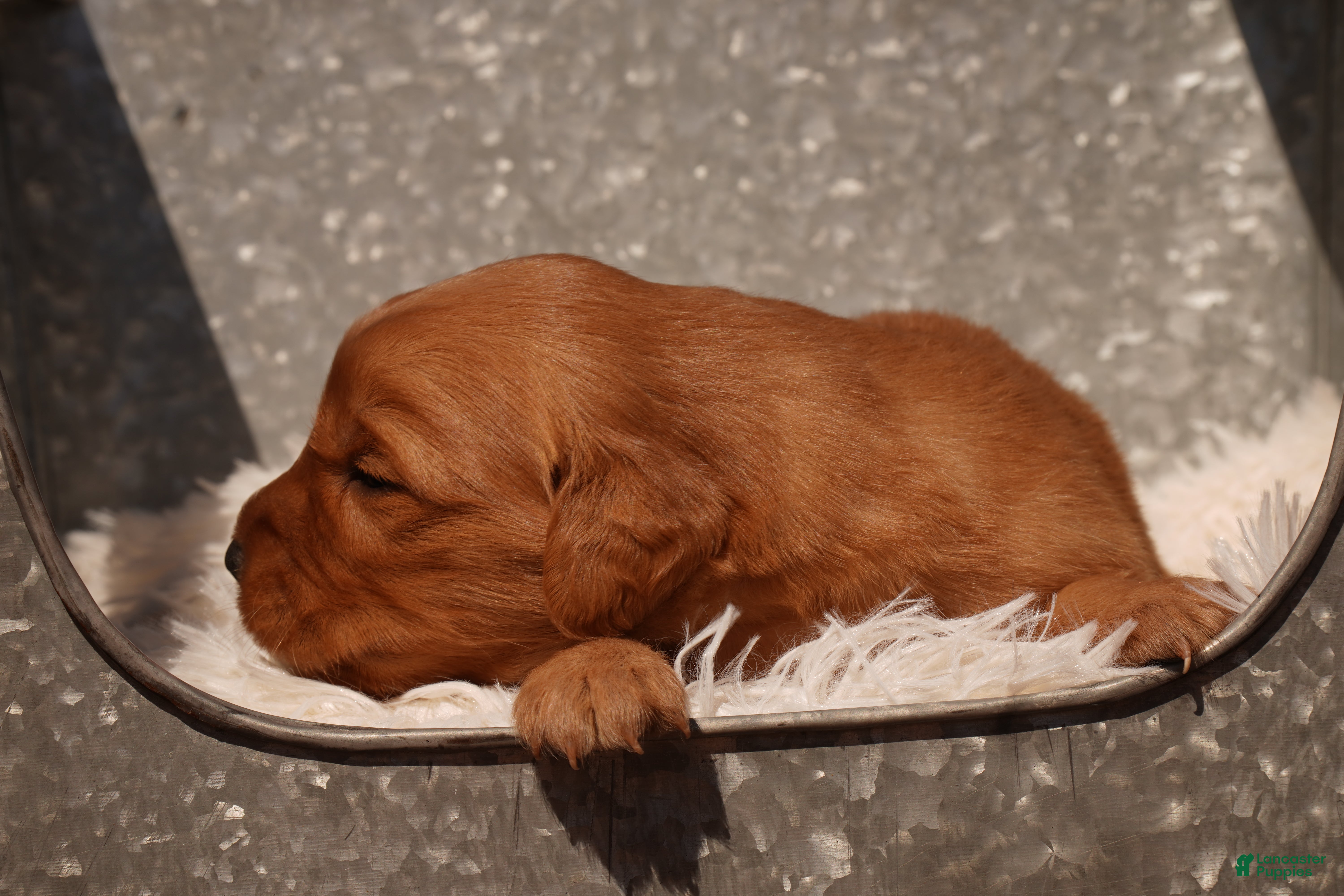Golden Retriever dogs Oli - AKC, Genetically Clear - Ad 2