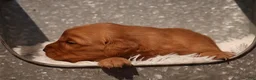 Golden Retriever dogs for sale: Oli - AKC, Genetically Clear - Ad 2