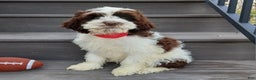 Cockapoo dogs for sale: Ricco - Ad 3