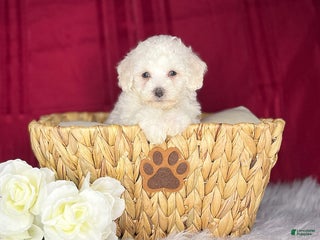 Bichon Frise dogs Buddy - Ad 9