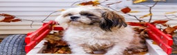 Shih Tzu dogs for sale: Jude - Ad 4