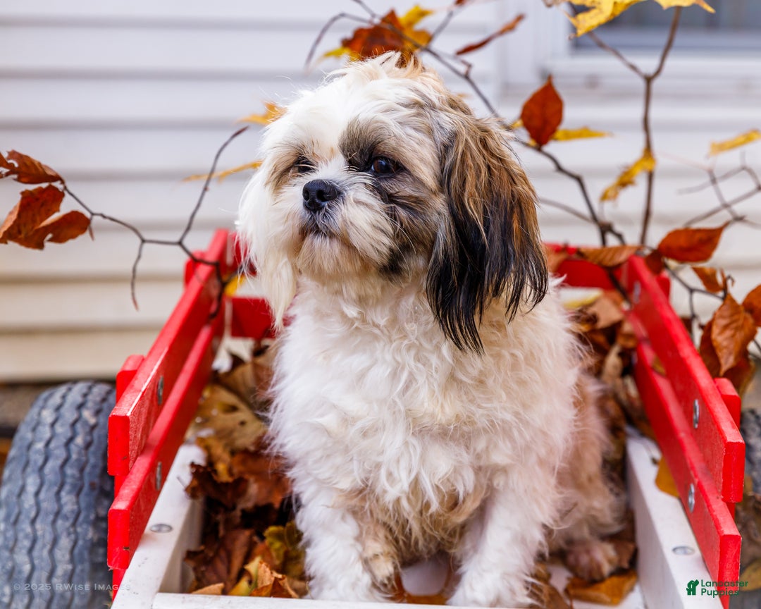 Shih Tzu dogs for sale: Jude - Ad 4