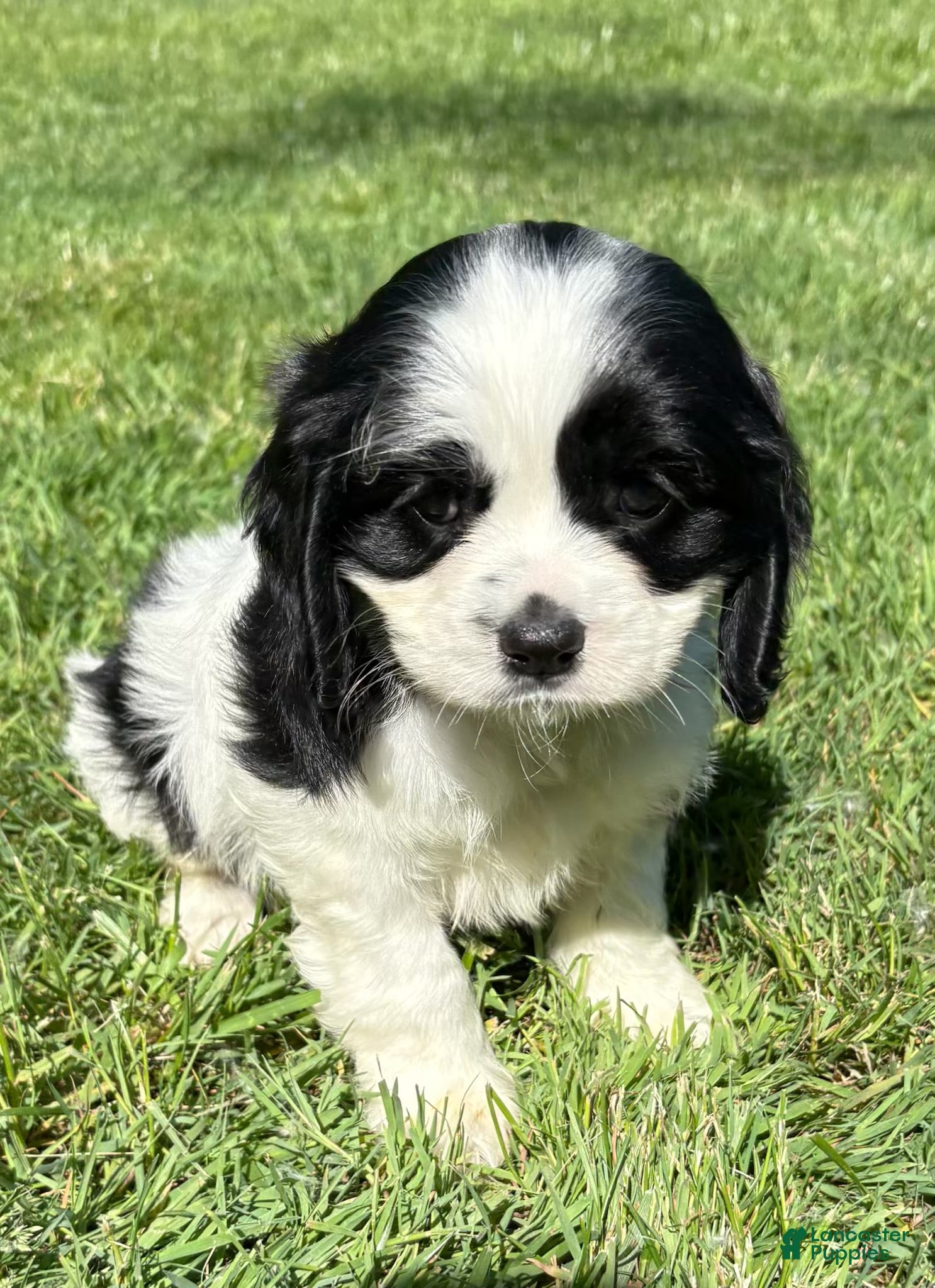 Cavalier King Charles Spaniel dogs Cavalier King Charles Spaniel Puppy 3 - Ad 1
