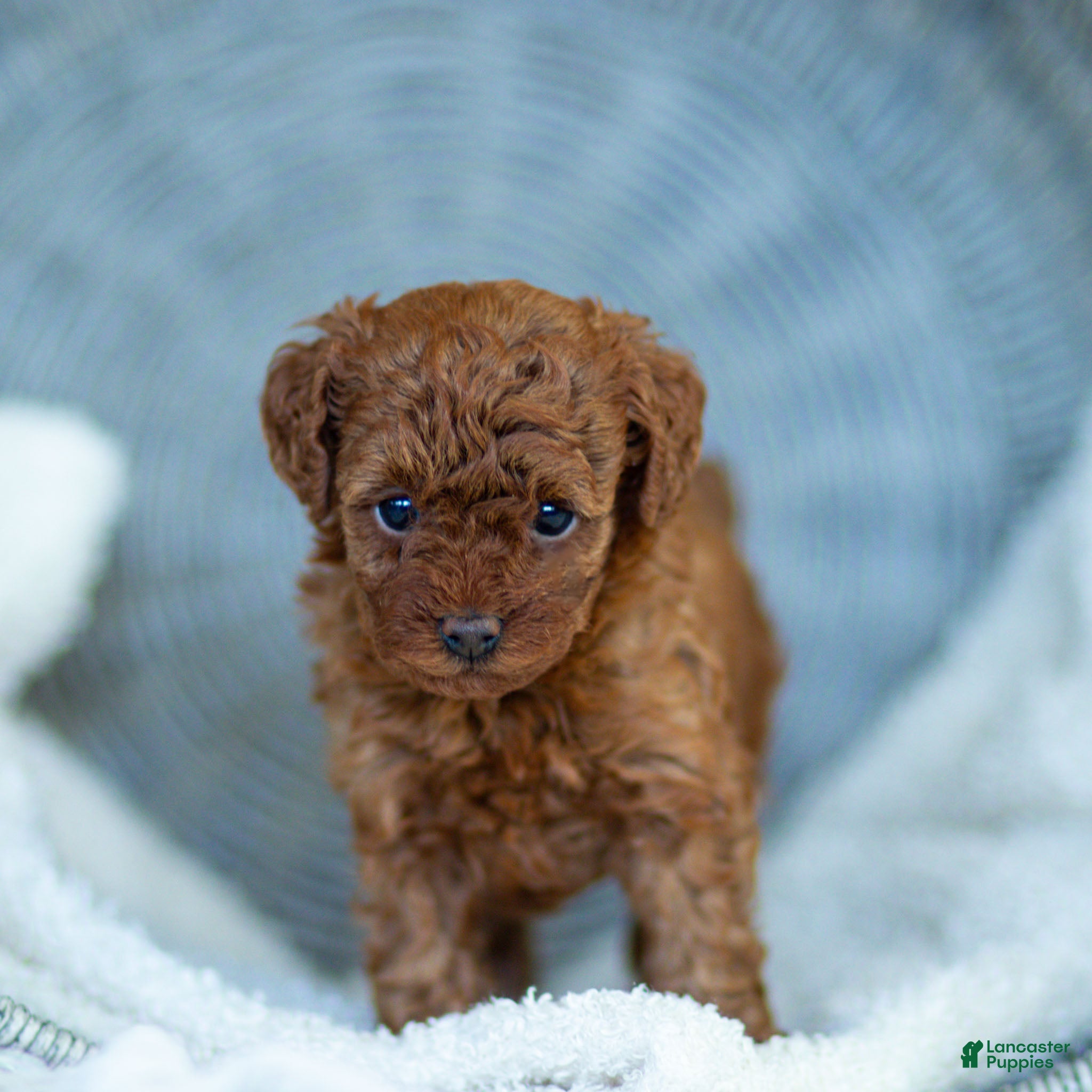 Toy Poodle dogs Raven Toy Poodle Puppy  - Ad 1
