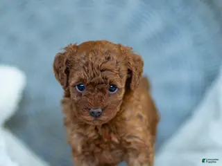 Toy Poodle dogs for sale: Raven Toy Poodle Puppy - Ad 1