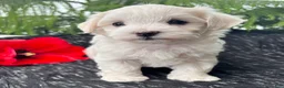 Maltese dogs for sale: Allison - Ad 3
