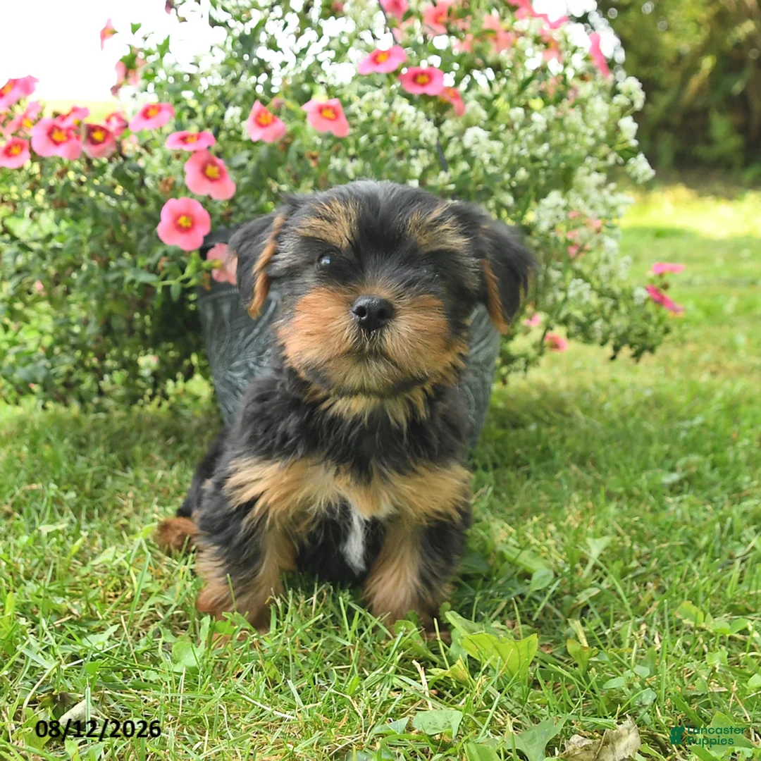 Yorkshire Terrier dogs for sale: Muffin - Ad 3