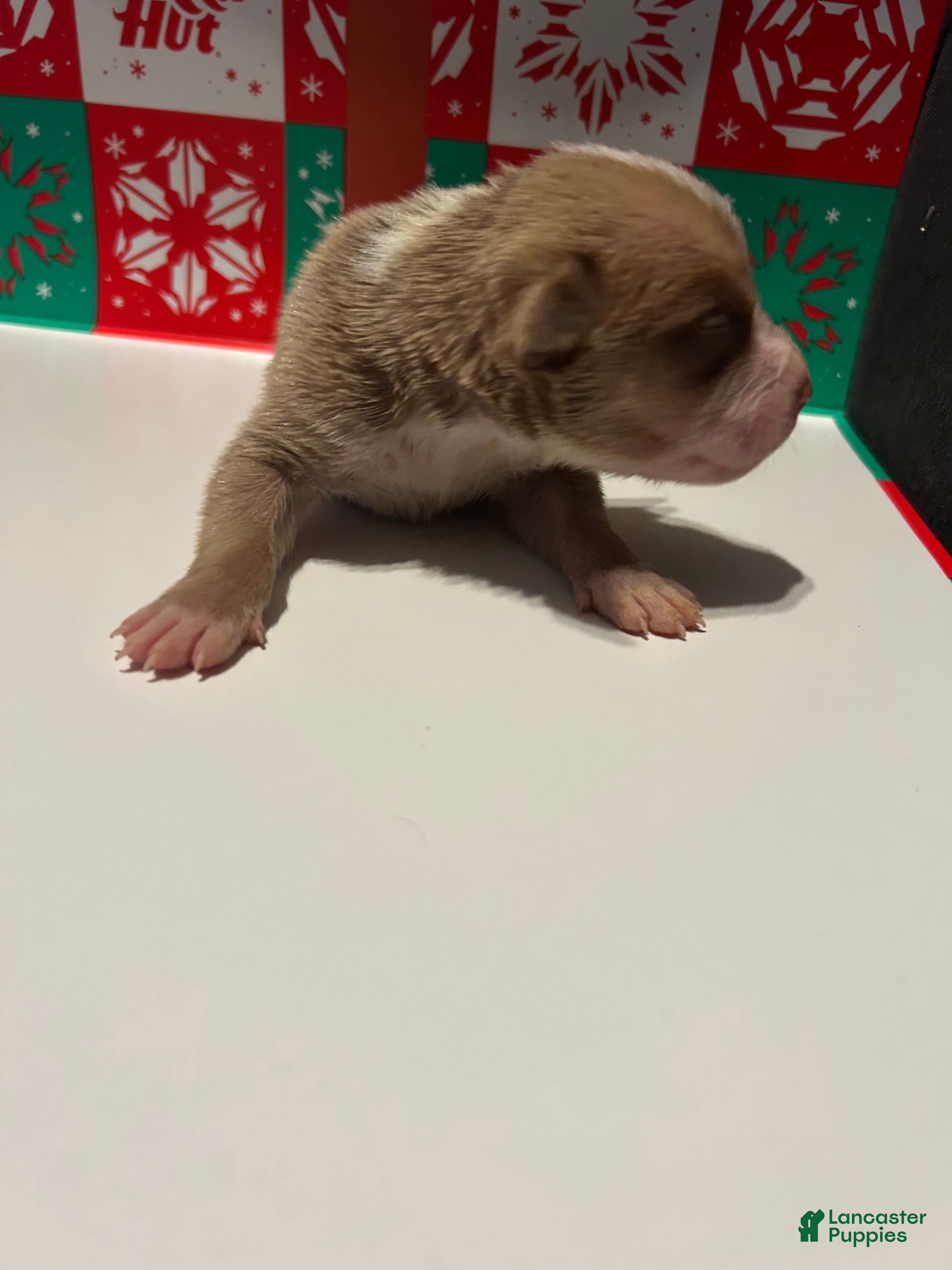 American Bully dogs American Bully Puppy 3 - Ad 2