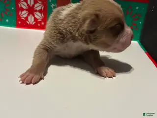 American Bully dogs American Bully Puppy 3 - Ad 16