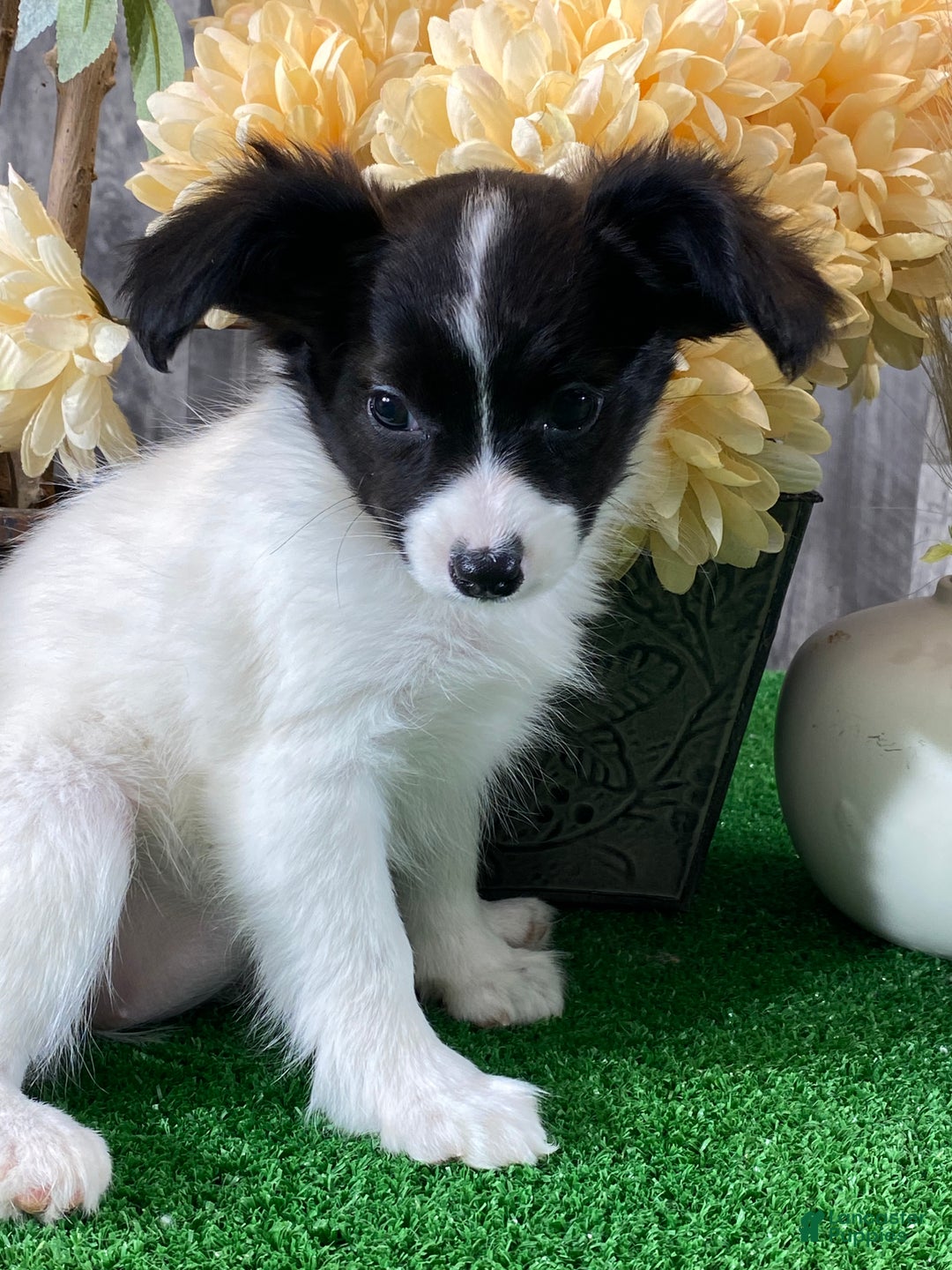 Papillon dogs for sale: Rachel  - Ad 2