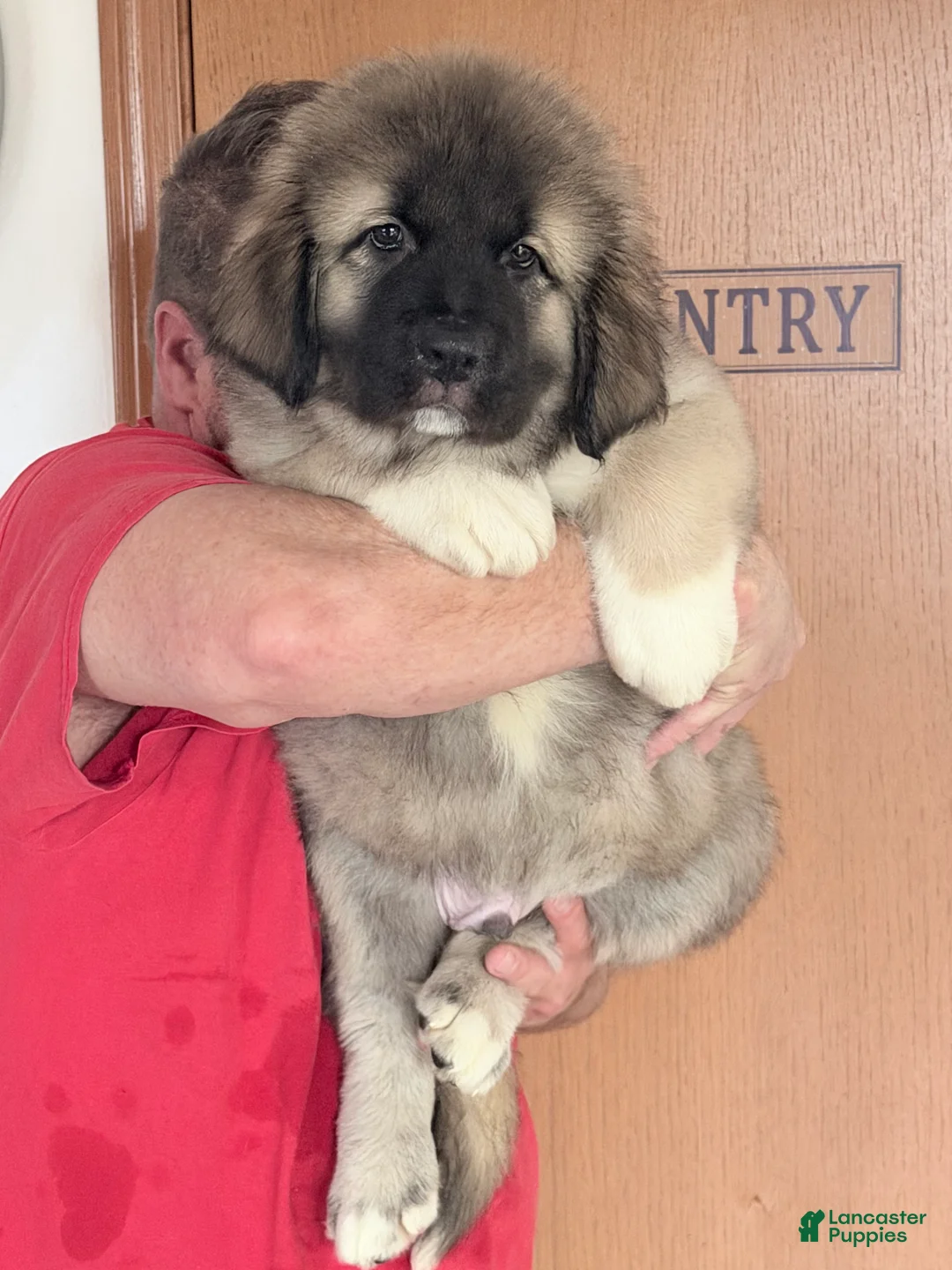 Caucasian Shepherd Dog dogs for sale: Arctic~Powerful Protection Caucasian Shepherd Dog Puppy 2 - Ad 2