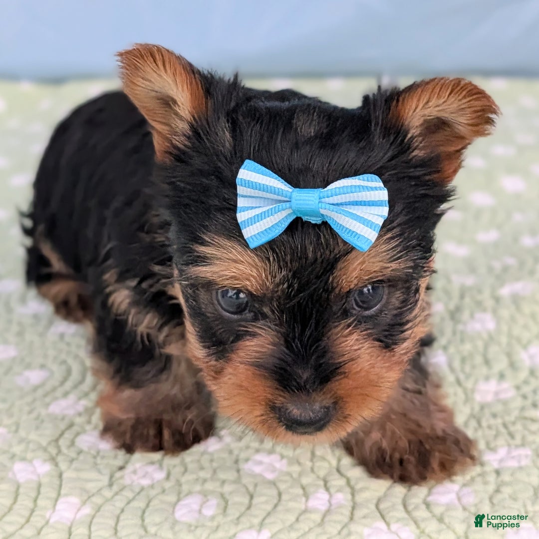 Yorkshire Terrier dogs for sale: Toffee - Ad 11