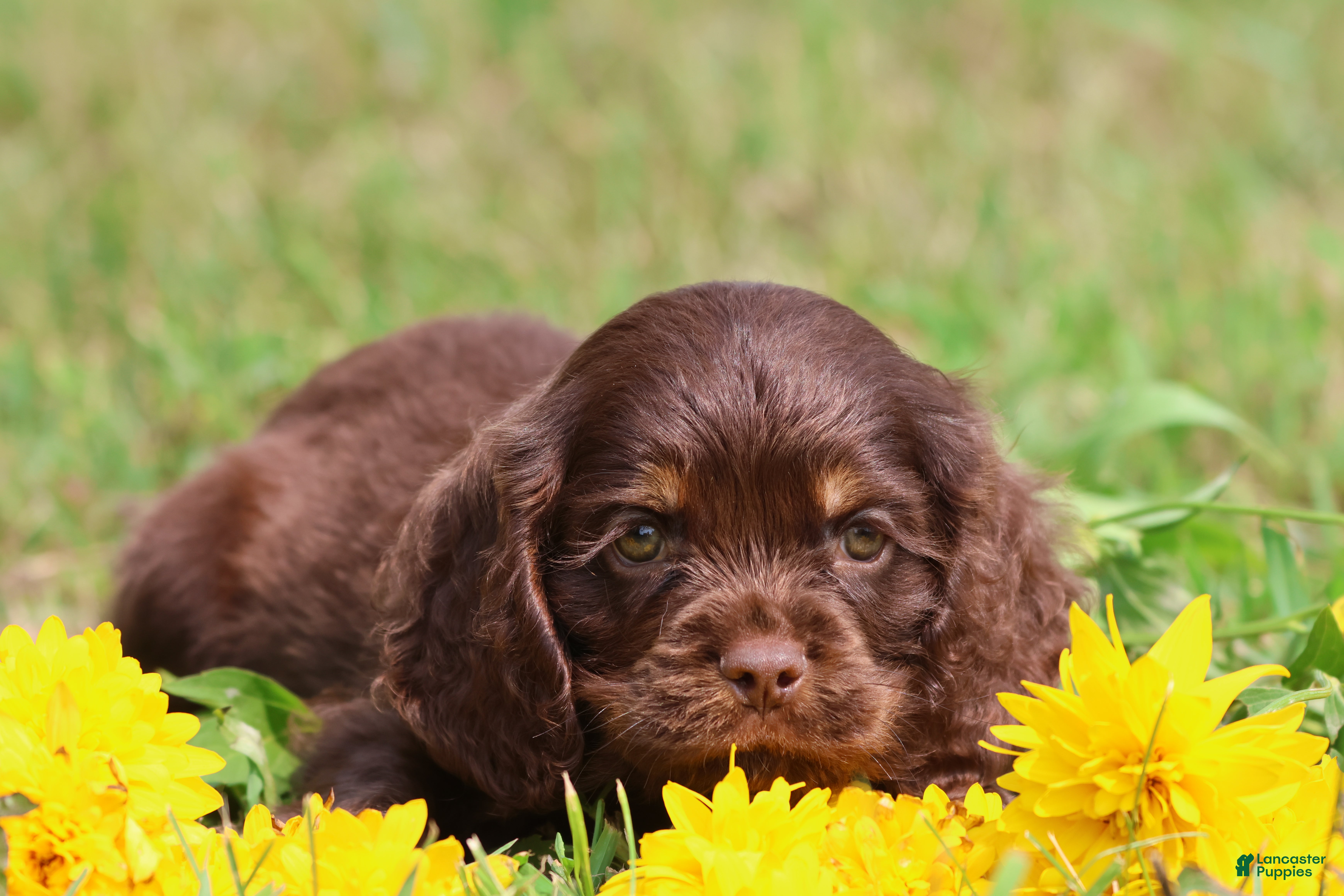 Mixed Breed dogs Willy Wonka - Ad 2