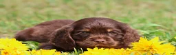 Mixed Breed dogs for sale: Willy Wonka - Ad 2