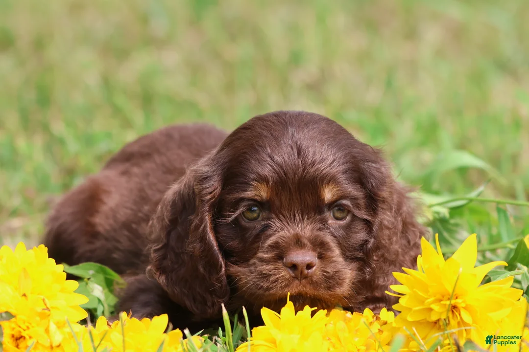 Mixed Breed dogs for sale: Willy Wonka - Ad 2