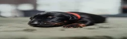 Doberman Pinscher dogs for sale: Obsidian Wildfire’s Vader - Ad 2