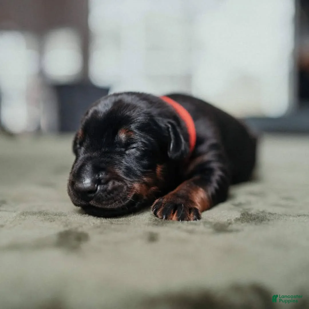Doberman Pinscher dogs for sale: Obsidian Wildfire’s Vader - Ad 2