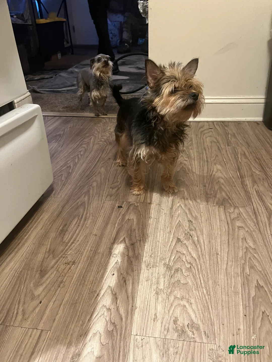 Yorkshire Terrier dogs for sale: Yorkshire Terrier Puppy 2 - Ad 2
