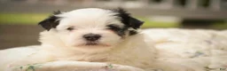 Havanese dogs for sale: Twila Havanese Puppy  - Ad 2