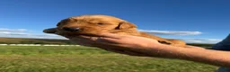 Golden Retriever dogs for sale: Charlie  - Ad 8