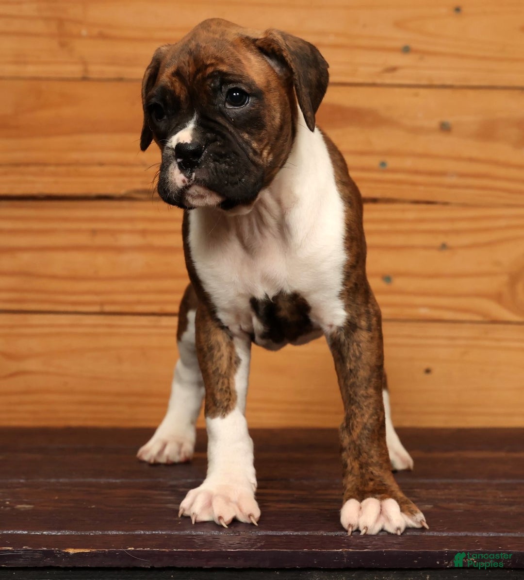 Boxer dogs for sale: Snowy - Ad 3