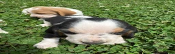Basset Hound dogs for sale: Basset Hound 3 - Ad 5