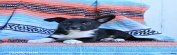 Mixed Breed dogs for sale: Dixie - Ad 2