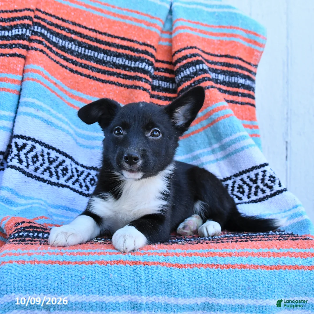 Mixed Breed dogs for sale: Dixie - Ad 2