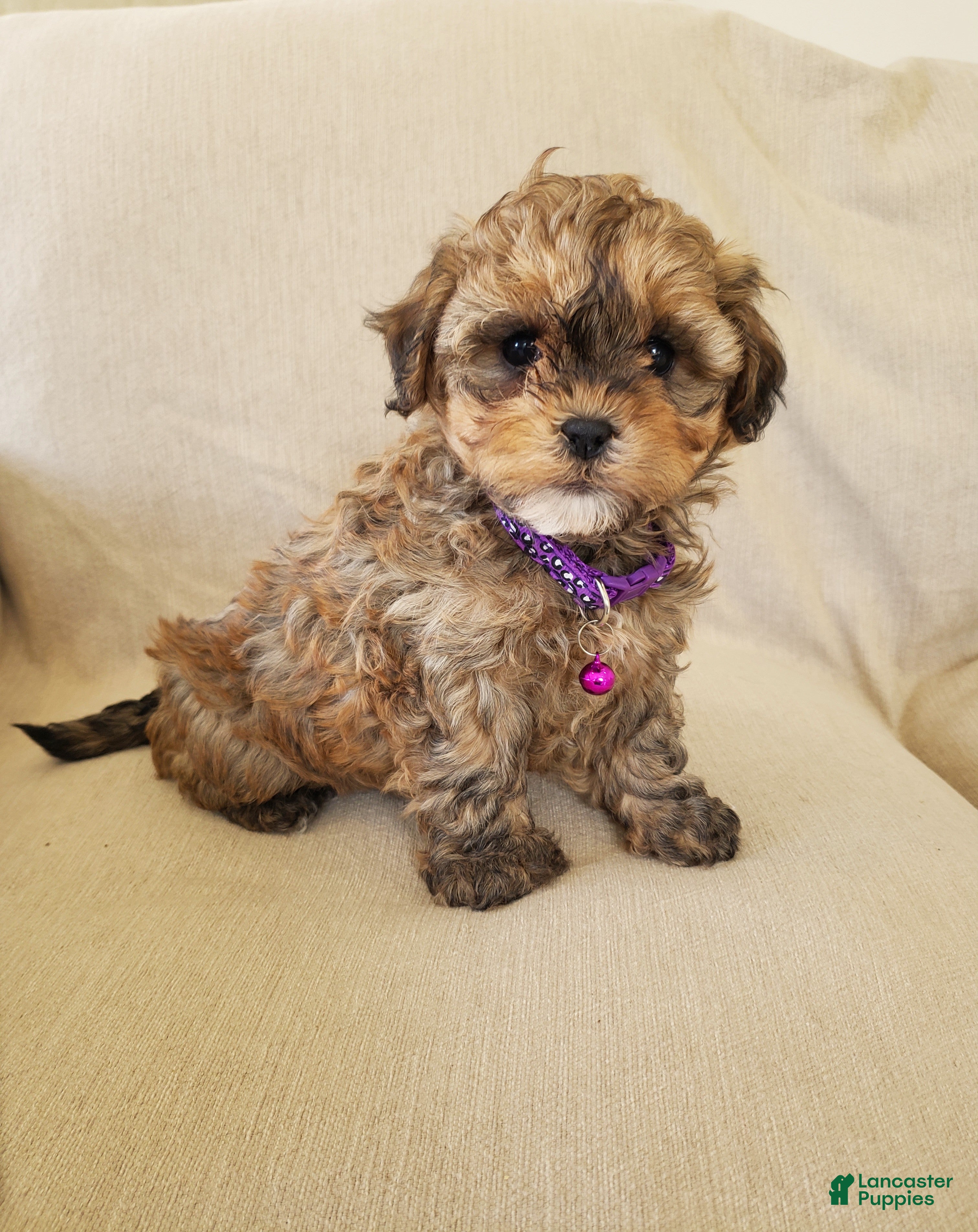 Shihpoo dogs PIXIE - Ad 1