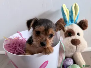 Yorkshire Terrier dogs for sale: Yorkshire Terrier Puppy 4 - Ad 2