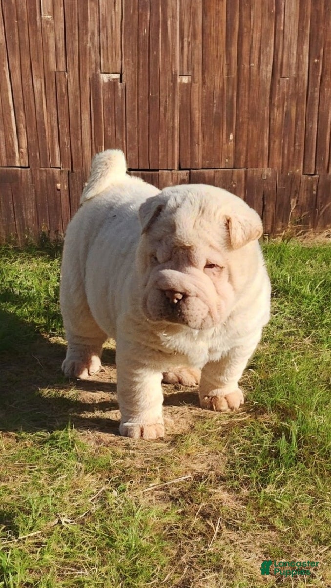 Shar Pei dogs Blizzard mini - Ad 4