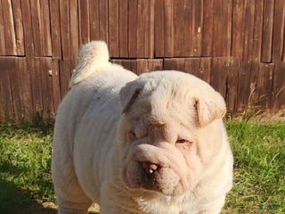 Shar Pei dogs Blizzard mini - Ad 4