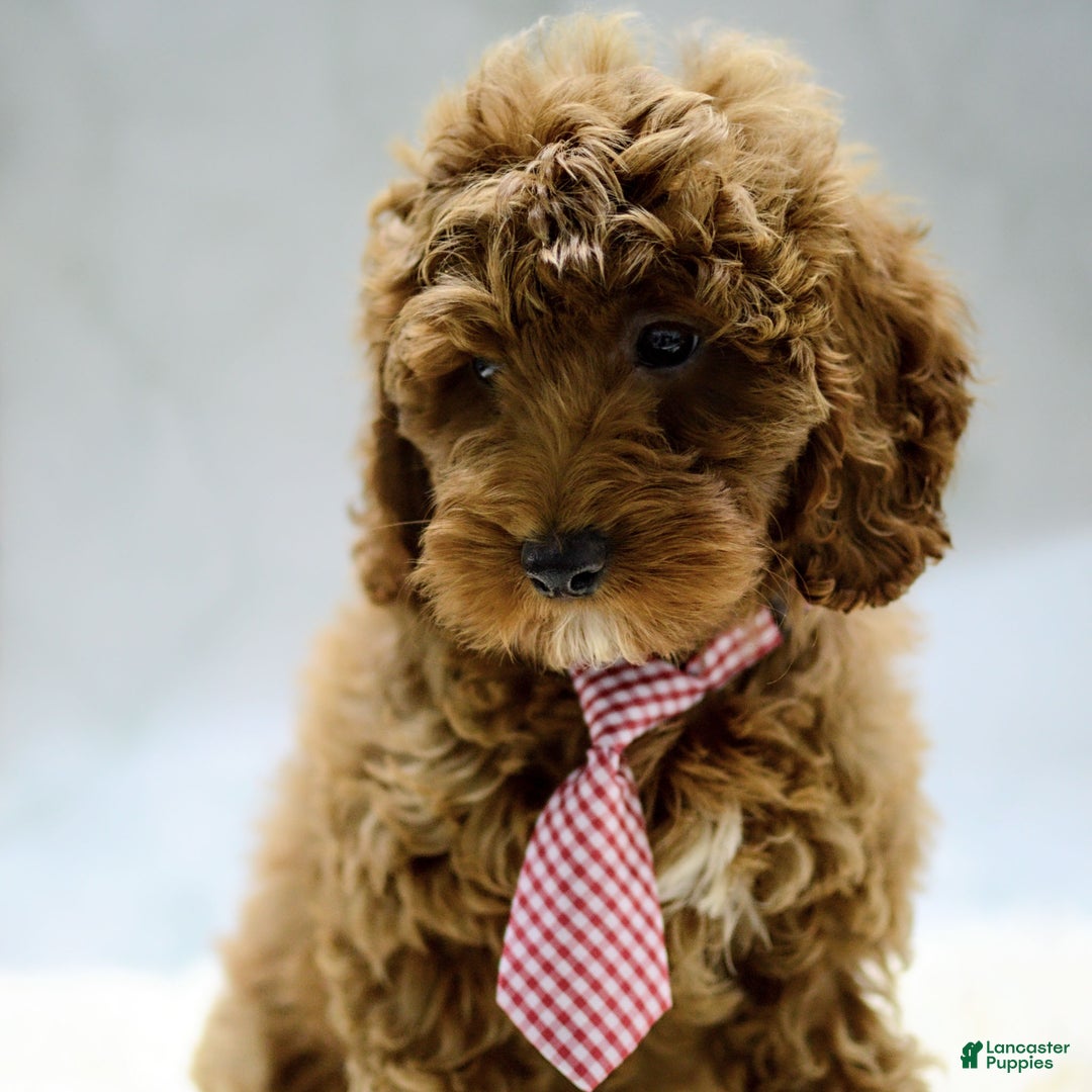 Cockapoo dogs for sale: Kade - Ad 2