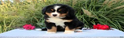Bernese Mountain Dog dogs for sale: Lexi - Ad 2