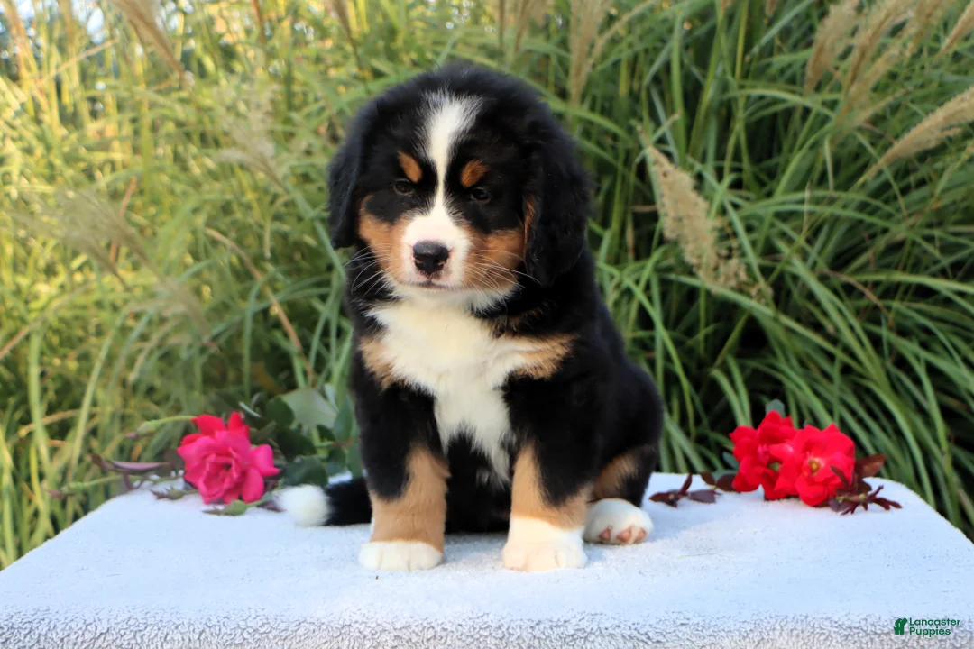 Bernese Mountain Dog dogs for sale: Lexi - Ad 2