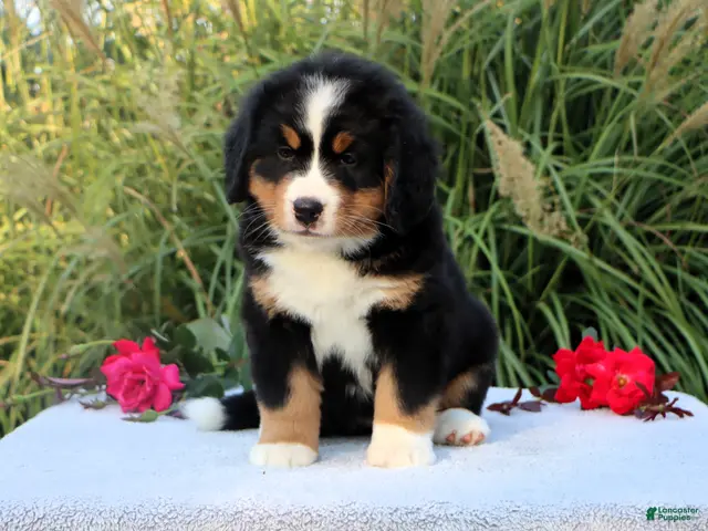 Bernese Mountain Dog dogs Lexi - Ad 2