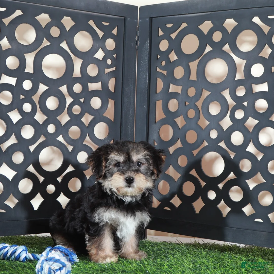 Yochon dogs for sale: Bear Playful Male Yochon Puppy - Ad 4