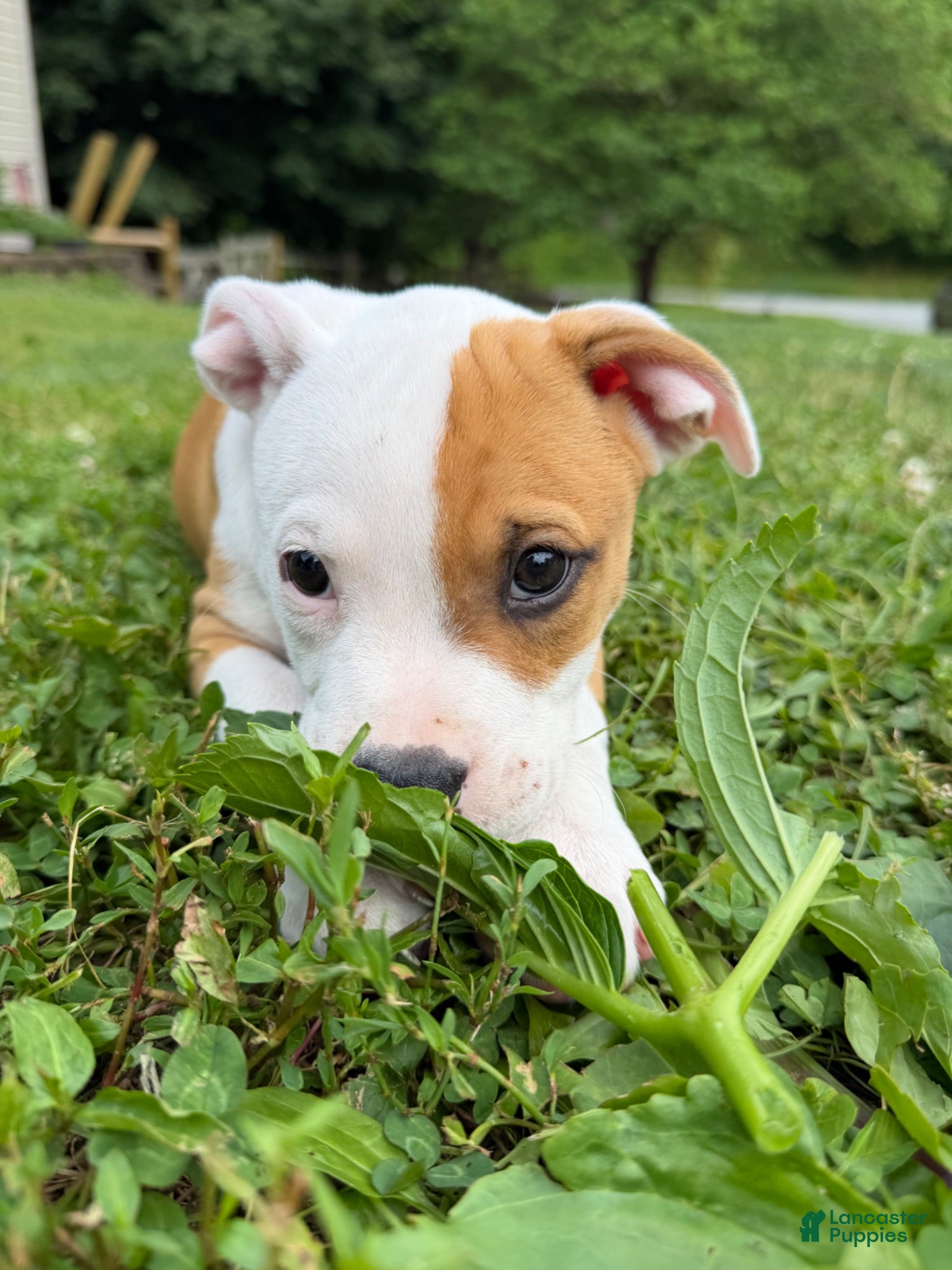 Mixed Breed dogs Mixed Pit Green - Ad 6