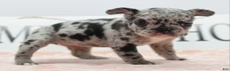 Mixed Breed dogs for sale: Ruby merle - Ad 7