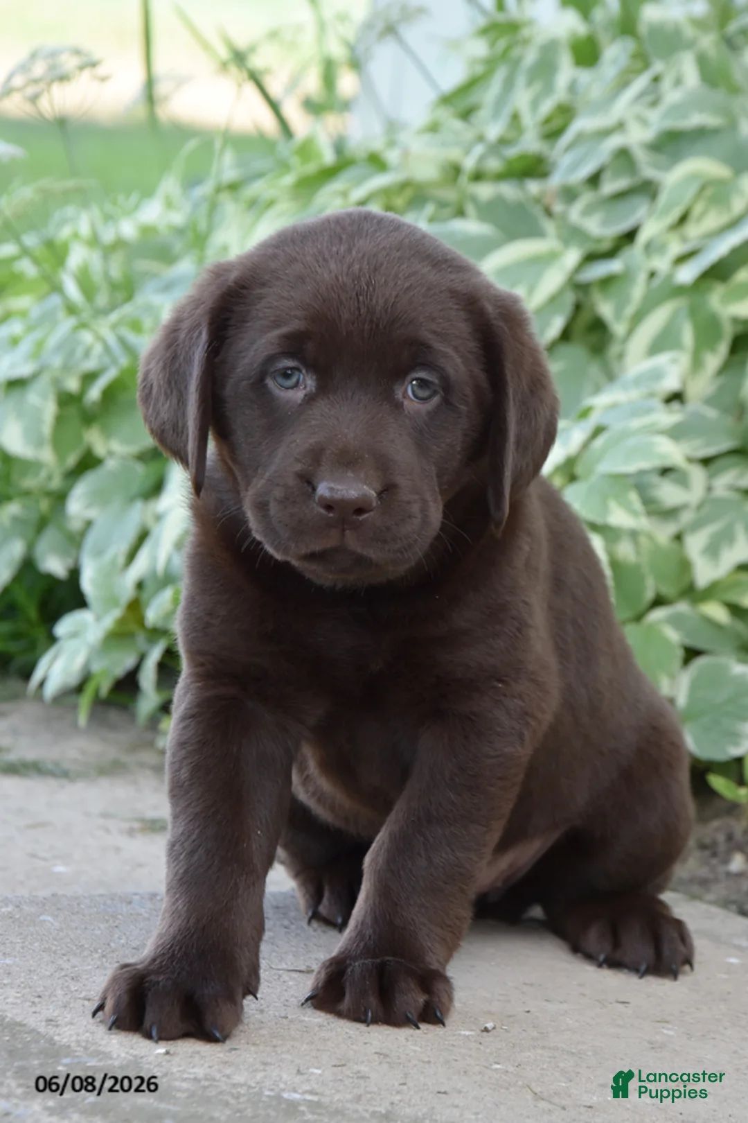Labrador Retriever dogs for sale: Maddy - Ad 1
