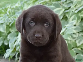 Labrador Retriever dogs for sale: Maddy - Ad 2