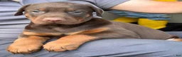 Doberman Pinscher dogs for sale: Doberman Pinscher Puppy 1 - Ad 2